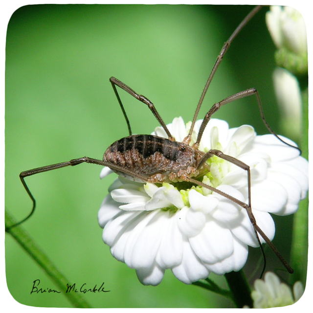 (image for) Harvestman six legs